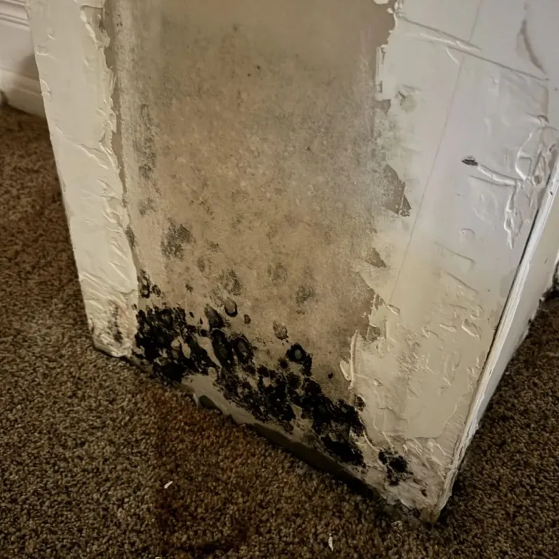 Professional Mold Removal in Lutz, FL